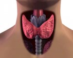 Заболевания щитовидной железы современной медициной – лечатся